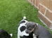 Miniature Jack Russell puppies deposit secures puppy of your choice