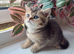 British Shorthair kittens