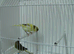Pair Of Canaries +New Carry Cage £50