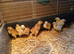 Day old chicks