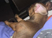 Beautiful Young Male Dog (Scooby)