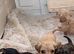 7 cavalier King Charles puppy&rsquo;s