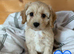 Cavapoo boy, ready to find his new home now!!