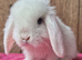 Mini lop babys ready now