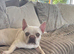Beautiful French bulldogs both KC registered