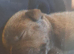 Lilac blue and black stuff to Bull Terriers puppies