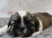 KC reg CUTE SHIH TZU BOY PUPPIES