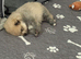 Two beautiful Pomeranian puppies