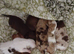 6 lovley pups looking for 5star homes