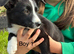 Beautiful Border Collie Puppies