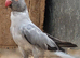 Breeding & pet Mutation Indian Ringneck Parrots