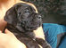 Full pedigree!!! Huge Cane Corso pups