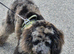 Miniture mearl poodle