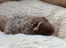 Lovely teddy guinea pigs for sale