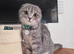 Female Scottish fold kitten