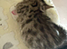 Last female kitten