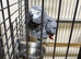 African grey female