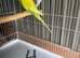 2 Budgies breeding pairs left for sale