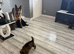 Glenconner German shepherds