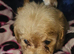 F1b TOY CAVAPOO PUPPIES