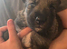 Tamaskan Puppies