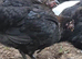 SAGE shell coloured hatching eggs - large hatchign eggs Legbar-Araucana