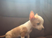 Male chihuahua