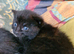 Maine Coon/Turkish Angora X kittens
