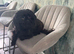 KC Imperial Shih Tzu
