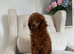 Asian toy poodle boy
