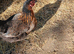 Home Reared Black Rock Hens Chickens 28weeks