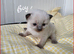 Stunning Ragdoll kittens.