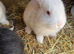 Continental Giant Rabbit Kits &ndash; Available for Booking