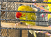 2 Baby Kakarikis