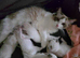 Pure Ragdoll kittens.