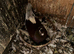 I have three pair fancy Pigeon very nice birds