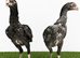Blue O shamo chicks