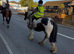 For sale Suzy 14hh lovely cob mare