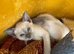 Siamese kittens ready now