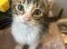 kittens for sale