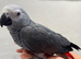 African Grey Baby Hand-Reared with Cage