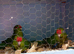 Baby kakariki parrots for sale