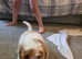 Waiting lists now open for toy poodle cross toy cockapoo puppies