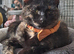 Sweet willow is looking for a loving home.