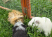 4 female guinea pigs