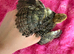 Coturnix quail chicks