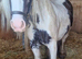 Beautiful heavy cob mare