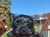 Ready go new homes! Rare Black Yorkshire Terrier