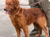 Deep golden pups fully kc health tested parents
