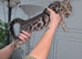 Bengal kittens READY NOW